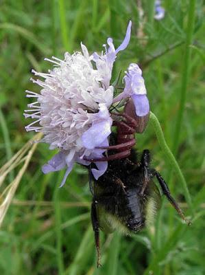 La petite bête chasse et mange la grosse