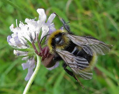La petite bête chasse et mange la grosse