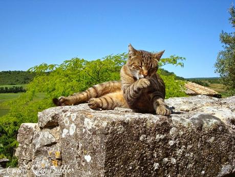 ♡La toilette du chat♡