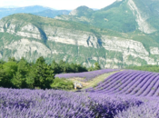 lavande Provence, parfum vacances