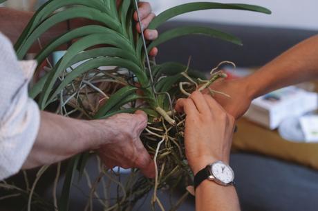 Idées déco / L’orchidée par Patrick Nadeau patrick_nadeau_chez_atelier_de_curiosite_installation (23 sur 31)