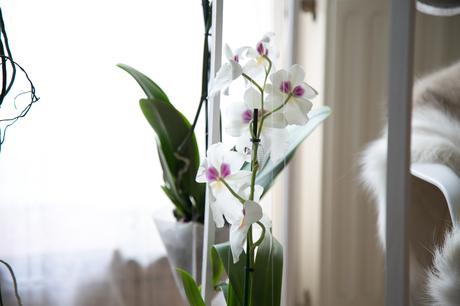 Idées déco / L’orchidée par Patrick Nadeau patrick_nadeau_chez_atelier_de_curiosite (2 sur 21)