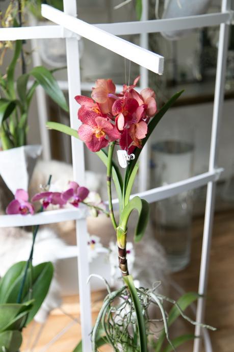 Idées déco / L’orchidée par Patrick Nadeau patrick_nadeau_chez_atelier_de_curiosite (18 sur 21)