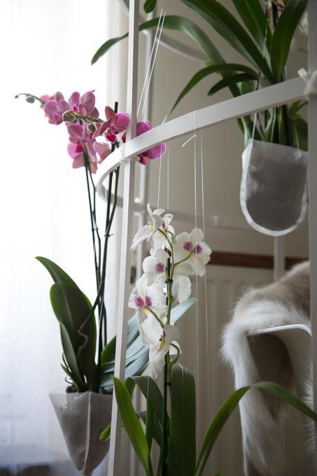 Idées déco / L’orchidée par Patrick Nadeau patrick_nadeau_chez_atelier_de_curiosite (5 sur 21)