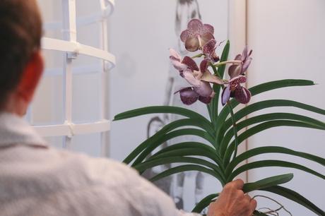 Idées déco / L’orchidée par Patrick Nadeau patrick_nadeau_chez_atelier_de_curiosite_installation (26 sur 31)