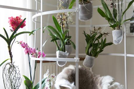 Idées déco / L’orchidée par Patrick Nadeau patrick_nadeau_chez_atelier_de_curiosite (17 sur 21)