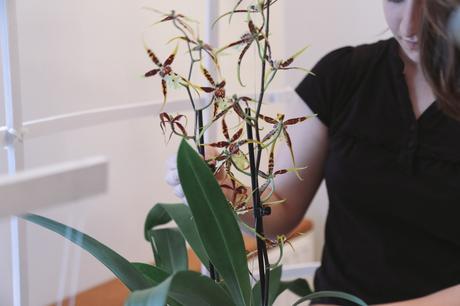 Idées déco / L’orchidée par Patrick Nadeau patrick_nadeau_chez_atelier_de_curiosite_installation (31 sur 31)