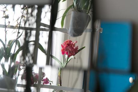 Idées déco / L’orchidée par Patrick Nadeau patrick_nadeau_chez_atelier_de_curiosite (9 sur 21)