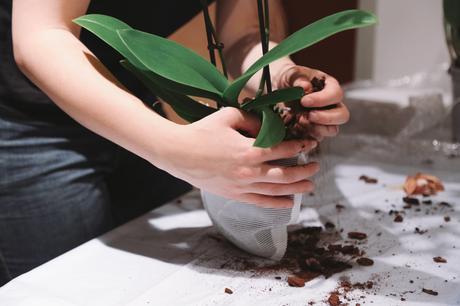Idées déco / L’orchidée par Patrick Nadeau patrick_nadeau_chez_atelier_de_curiosite_installation (9 sur 31)