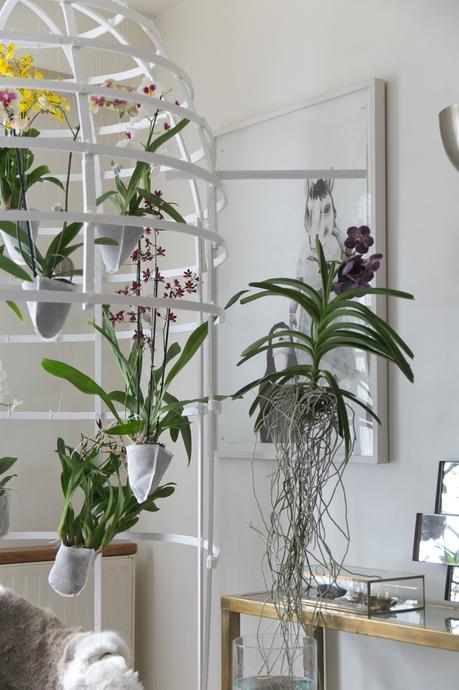 Idées déco / L’orchidée par Patrick Nadeau patrick_nadeau_chez_atelier_de_curiosite (1 sur 21)