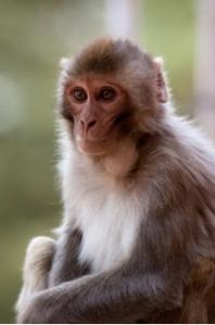VACCIN anti-VIH: Un candidat 2 en 1 neutralise le virus chez le singe – Science