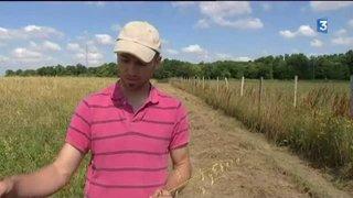 Charente-Maritime : tout est bon dans le cochon, surtout quand il est bio