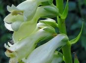 Digitalis lutea (Digitale jaune, Petite digitale)
