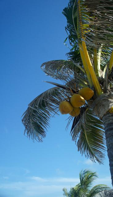 Flower Power : I'm back !