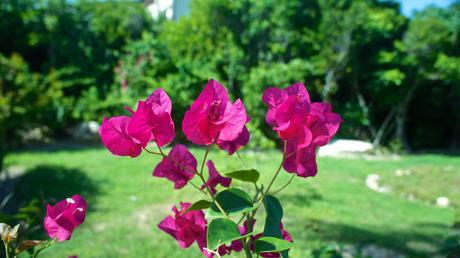 Flower Power : I'm back !