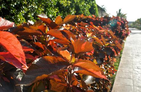 Flower Power : I'm back !