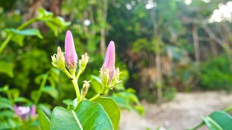 Flower Power : I'm back !