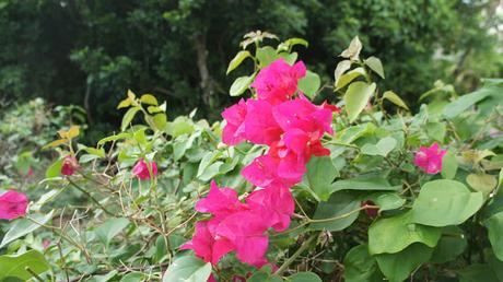 Flower Power : I'm back !