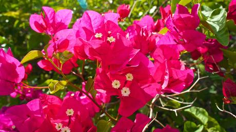 Flower Power : I'm back !