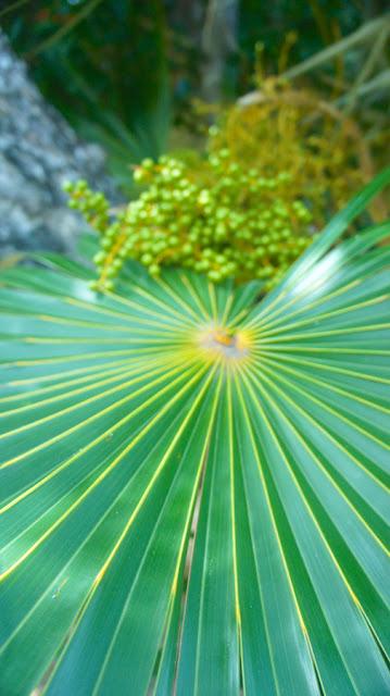 Flower Power : I'm back !