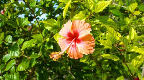 Flower Power : I'm back !