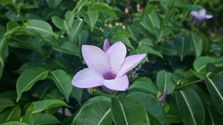 Flower Power : I'm back !