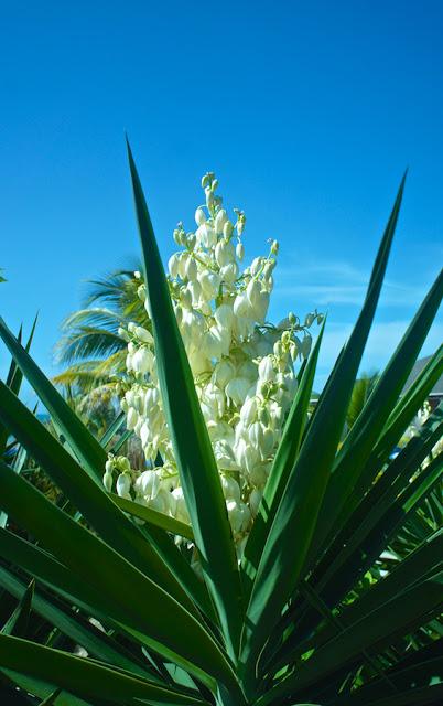 Flower Power : I'm back !