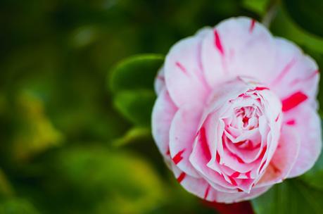 Jardin des plantes