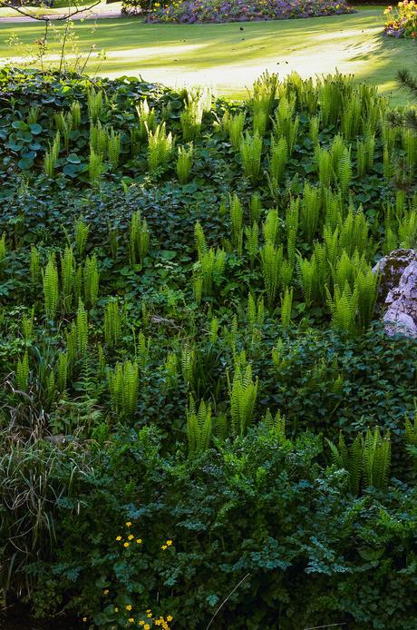 Jardin des plantes