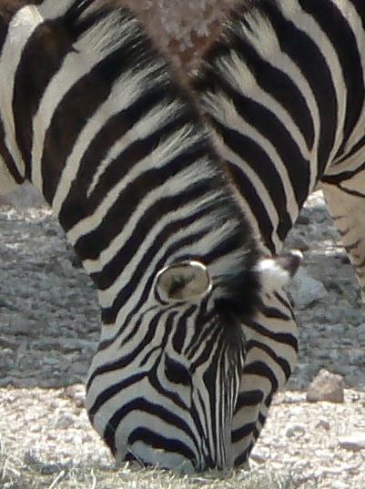 zebres