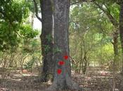 coeur Gaëlle DAUMAL