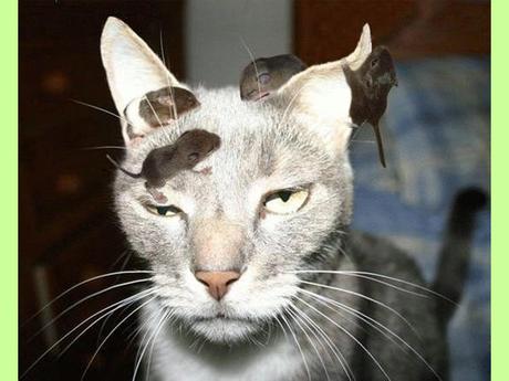 Blagues - Drôles d'images - 2