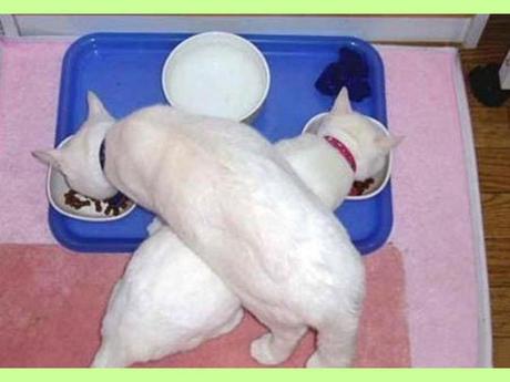 Blagues - Drôles d'images - 2