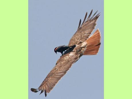 Blagues - Drôles d'images - 2