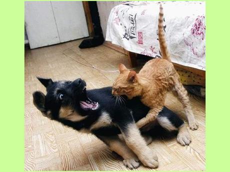 Blagues - Drôles d'images - 2