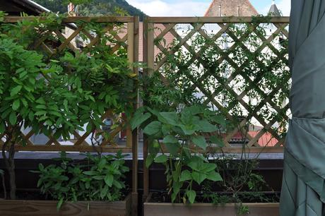 comment aménager sa terrasse avec une plante grimpante chevrefeuille