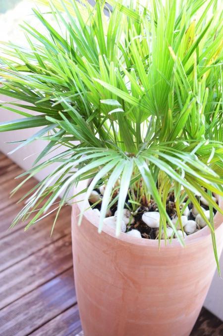 décorer amenager balcon avec des pots giants