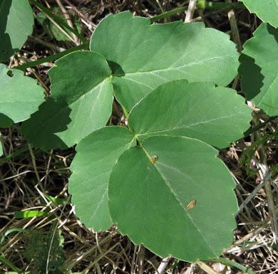 Laserpitium latifolium (Laser à larges feuilles)