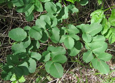 Laserpitium latifolium (Laser à larges feuilles)