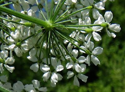 Laserpitium latifolium (Laser à larges feuilles)