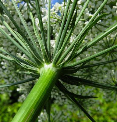 Laserpitium latifolium (Laser à larges feuilles)