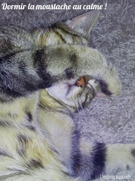 Une nounou pour les chats (=^ェ^=)