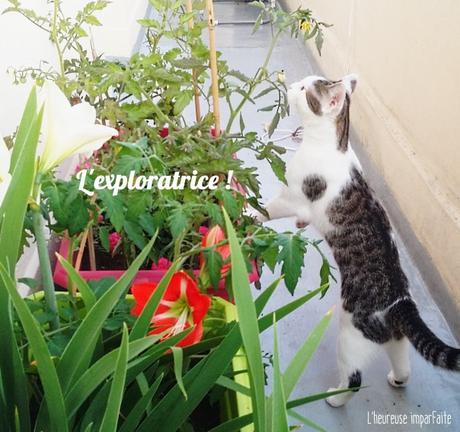 Une nounou pour les chats (=^ェ^=)