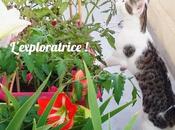 nounou pour chats (=^ェ^=)