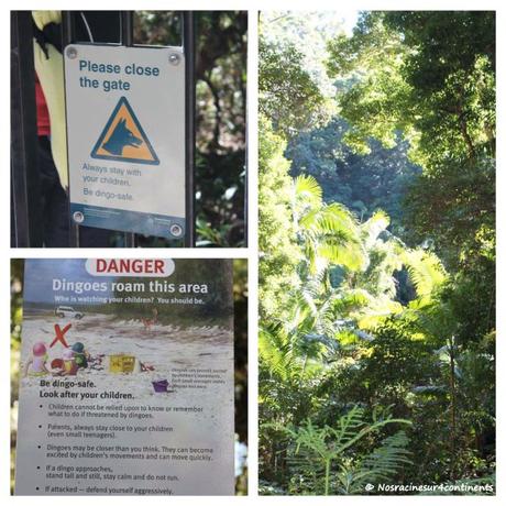 Attention aux dingos! Fraser Island - 2012