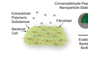 PLAIES: Des nanocapsules à la cannelle pour promouvoir la cicatrisation – ACS Nano