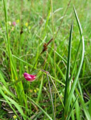 Lathyrus nissolia (Gesse de Nissole)