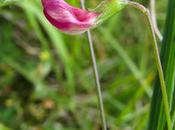 Lathyrus nissolia (Gesse Nissole)