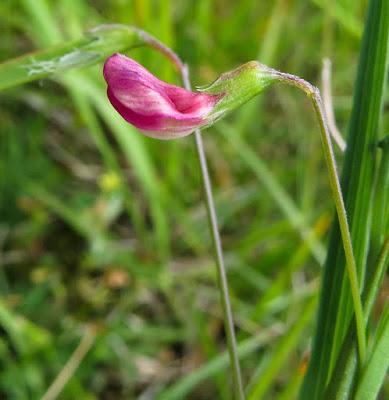 Lathyrus nissolia (Gesse de Nissole)