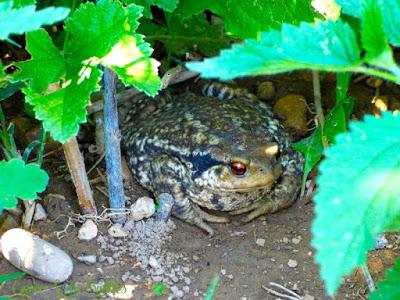 Un crapaud dans le jardin